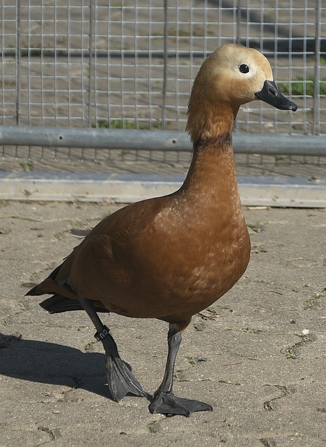 压制